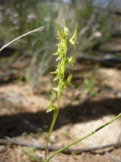 Prasophyllum gracile Little laughing leek orchid Sep 2020 01.JPG